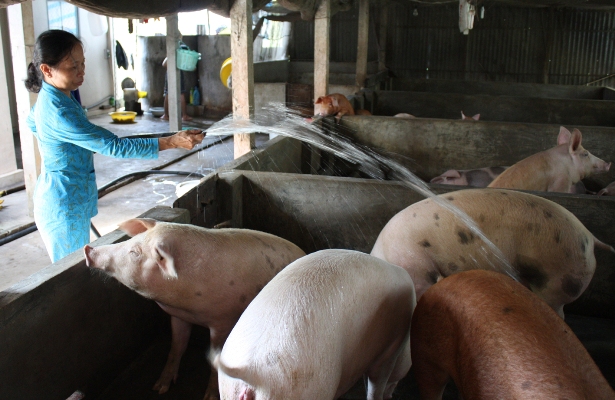 Giá heo hơi hôm nay 29/5, giá heo hơi miền Nam giảm nhẹ, đà tăng của lợn hơi tạm thời được kìm lại sau thông tin Việt Nam sẽ nhập khẩu cả heo sống.