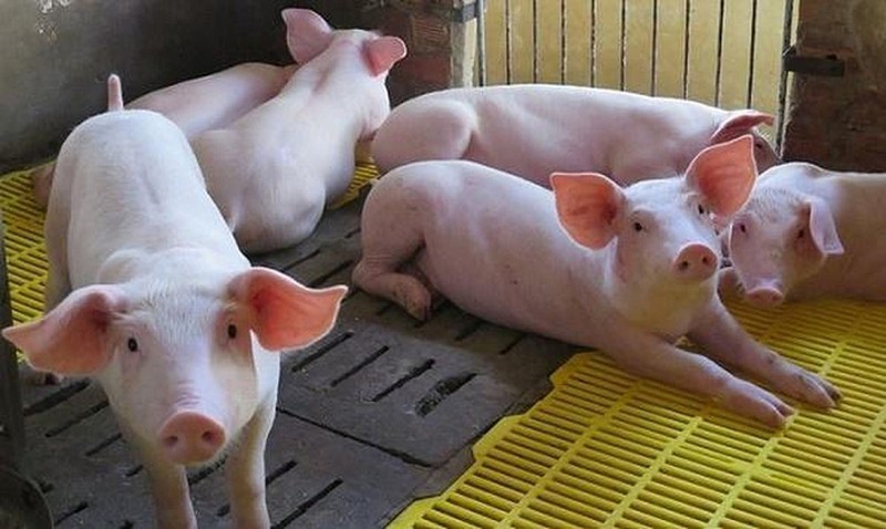 Giá heo hơi hôm nay, giá lợn hơi hôm nay đầu tuần tiếp tục tăng nhẹ ở một số địa phương. (Ảnh: Internet).