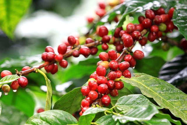 Giá cà phê nhân xô tại các tỉnh Tây Nguyên và miền Nam dao động từ 30.600 – 31.100