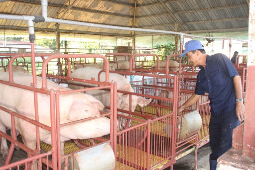 Giá heo hơi hôm nay, giá lợn hơi hôm nay cuối tuần đang tăng nhẹ ở một số địa phương.