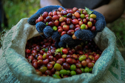 Thị trường giá nông sản hôm nay 7/6, trong phiên giao dịch cuối tuần ghi nhận giá tiêu đi ngang cao nhất 53.000 đồng/kg, giá cà phê tăng mạnh.