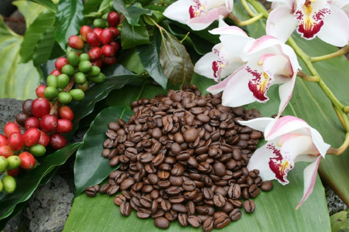 Giá cà phê hôm nay 11/6, sau phiên giảm hôm qua, giá cà phê hôm nay tăng trở lại, tuy nhiên đà tăng giá cà phê thế giới không đủ kéo giá cà phê trong nước tăng theo.