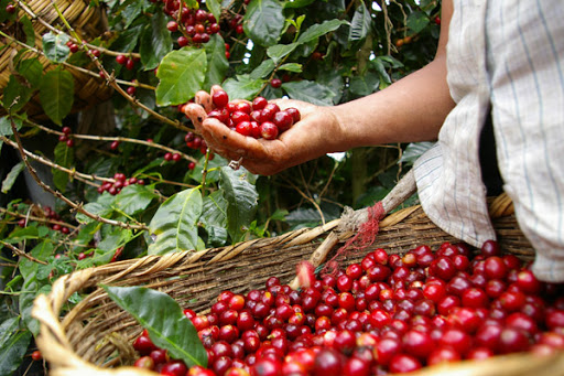 Giá cà phê hôm nay 12/6, tác động cà phê Brasil đã khiến giá cà phê hai sàn thế giới giảm mạnh, kéo theo giá cà phê Tây Nguyên, miền Nam giảm mạnh