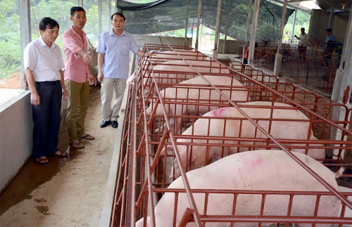 Giá heo hơi hôm nay 15/6, chưa về Việt Nam nhưng giá lợn hơi Thái Lan tăng chóng mặt, nếu giá heo hơi trong nước tiếp tục giảm doanh nghiệp không dám nhập heo sống.