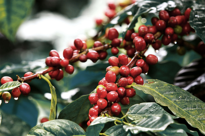 Giá cà phê hôm nay 17/6, ba ngày giảm liên tiếp khiến giá cà phê trong nước mất gần 1.000 đồng/kg, người trồng cà phê Tây Nguyên đang lo lắng kép.