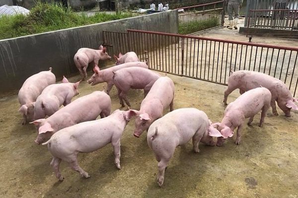 Giá heo hơi hôm nay, giá lợn hơi hôm nay ở các miền tiếp tục giảm nhẹ.
