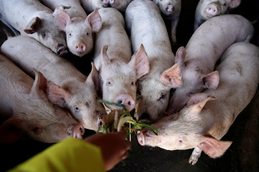 Giá lợn hơi hôm nay 27/12, việc giá heo hơi liên tục sụt giảm thêm tác động của dịch tả lợn châu Phi và đại dịch Covid-19 trong suốt 3 năm qua, số nông hộ nuôi lợn giảm hơn một nửa, từ 4 triệu hộ xuống dưới 2 triệu hộ.