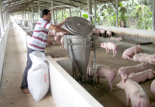 Giá heo hơi hôm nay 31/1: Giá lợn hơi giảm mạnh trên cả 3 miền.