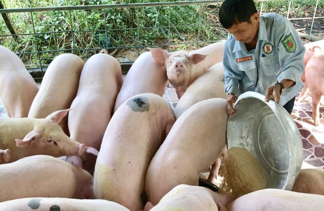 Giá heo hơi hôm nay, giá lợn hơi hôm nay giảm mạnh, có nơi giảm đến 3.000 đồng/kg.