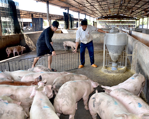 Giá heo hơi hôm nay, giá lợn hơi hôm nay ở các miền đang có sự tăng, giảm trái chiều ở các miền trên cả nước.