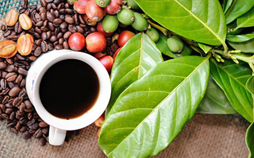 Giá cà phê hôm nay 26/6, mở cửa phiên giao dịch sáng nay giá cà phê Tây Nguyên và miền Nam lao dốc giảm thêm 400 đồng mỗi kg, giá cà phê thế giới giảm.