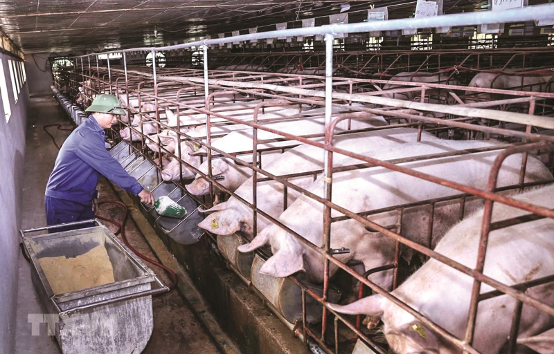 Giá heo hơi hôm nay 26/6, giá lợn hơi tại miền Bắc tăng sốc lên 5.000 đồng mỗi kg, trong khi miền Trung và miền Nam biến động từ 1.000 - 3.000 đồng/kg.