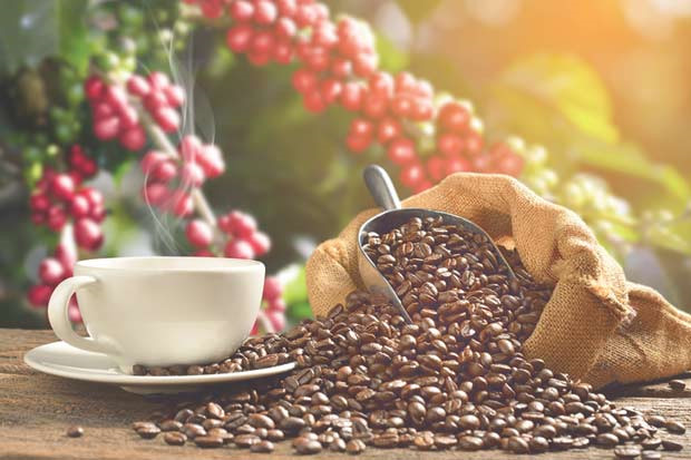 Thị trường giá nông sản hôm nay 26/6, giá cà phê tiếp tục lao dốc giảm thêm 400 đồng/kg, trong khi giá tiêu phiên giao dịch gần nhất cũng giảm 500 đồng toàn miền.