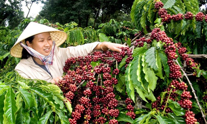 Giá cà phê hôm nay 29/6, người trồng cà phê Tây Nguyên, miền Nam mong giá cà phê trong nước tăng trở lại. Hiện giá cà phê thế giới giảm mạnh.