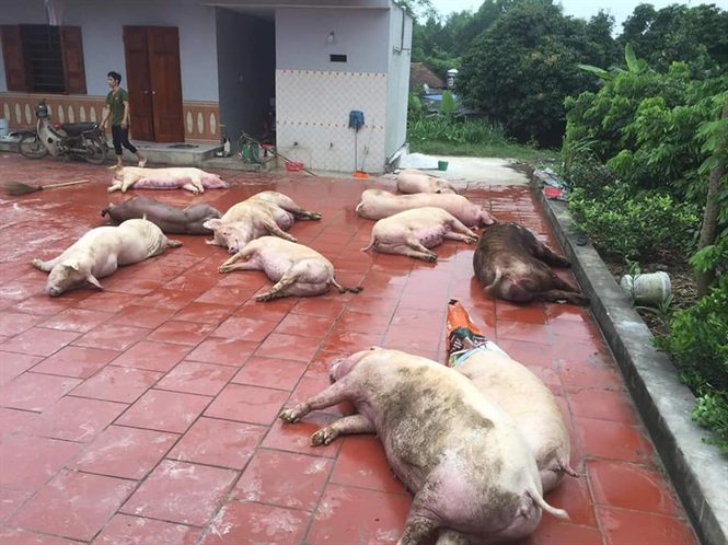 6 tháng tiêu hủy 34.000 con lợn mắc bệnh Dịch tả lợn châu Phi