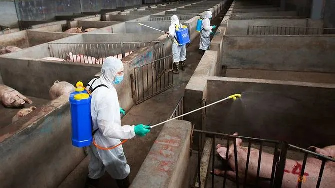 Công việc khử trùng một trại lợn ở Trung Quốc