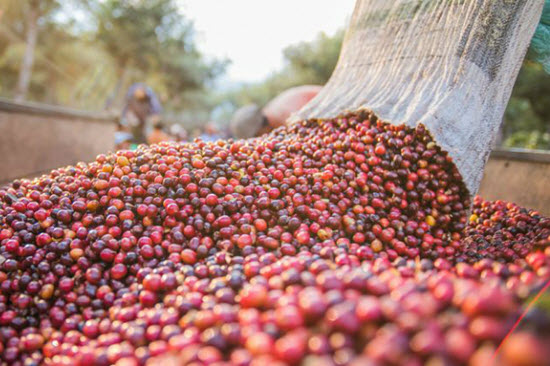 Giá cà phê hôm nay 30/6, đúng nhu dự báo sau nhiều ngày chờ đợi, cuối cùng người trồng cà phê Tây Nguyên, miền Nam thỏa niềm vui khi giá cà phê tăng mạnh.
