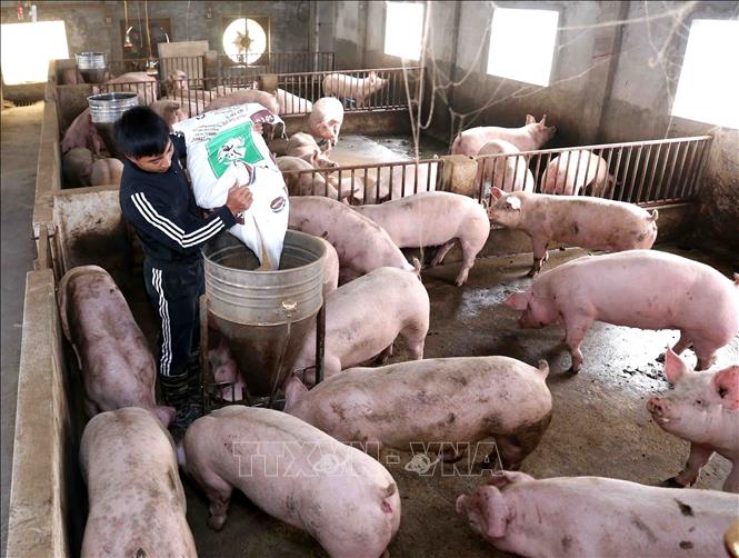 Dự báo giá heo hơi hôm nay 2/7, giá lợn hơi ba miền Bắc - Trung - Nam đi ngang, cùng với đó thông tin heo sống Thái Lan tràn về khiến người chăn nuôi lo lắng.