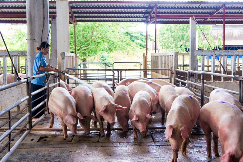 Giá heo hơi hôm nay 23/12: Giá lợn hơi 3 miền tăng thẳng đứng, cao nhất 75.000 đồng/kg.