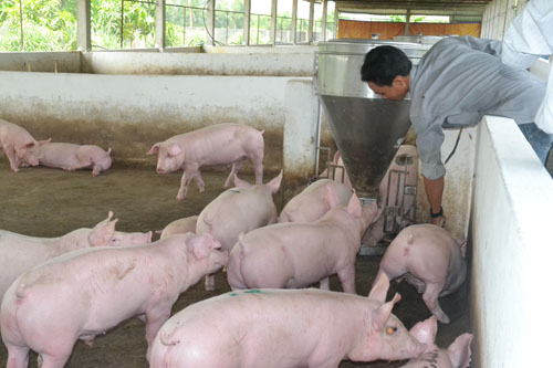 Giá heo hơi hôm nay, giá lợn hơi hôm nay trên cả 3 miền đều giảm mạnh ngày 26 Tết nguyên đán Tân Sửu 2021.