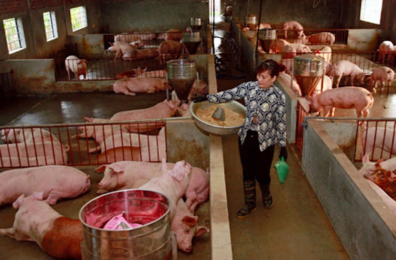 Giá heo hơi hôm nay 4/7, giá lợn hơi miền Bắc khó giảm khi dịch tả lợn châu Phi cản quá trình tăng đàn