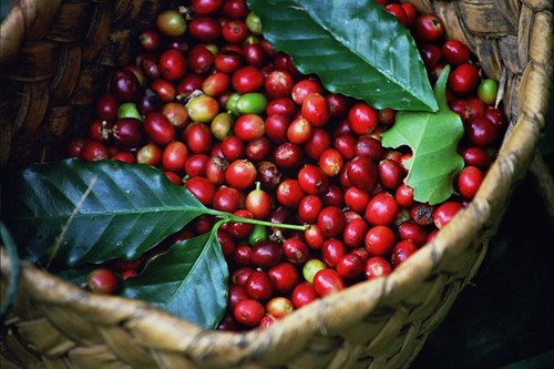 Giá cà phê hôm nay 5/7, cập nhật giá cà phê Tây Nguyên, miền Nam cuối tuần, ghi nhận giá cà phê đi ngang cao nhất mức 31.700 đồng/kg, giá cà phê thế giới không đổi.
