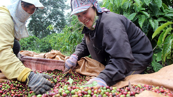 Giá cà phê hôm nay 9/7, người trồng cà phê đón tin vui khi giá cà phê hôm nay tiếp tục tăng. Hiện giá cà phê Tây Nguyên và miền Nam cao nhất mức 31.600 đồng/kg.