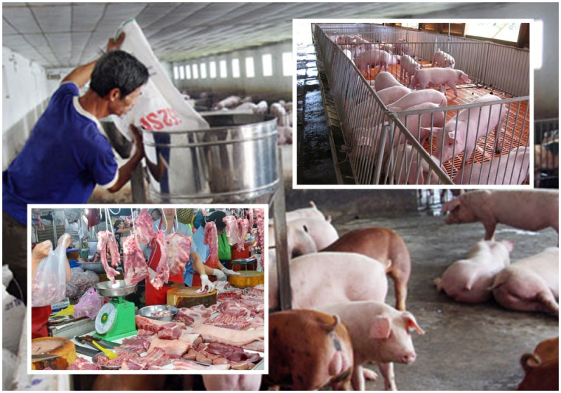 Giá lợn hơi hôm nay 10/7, do heo sống từ Thái Lan nhập về nhỏ giọt nên giá heo hơi trong nước, đặc biệt giá heo giống bật tăng mạnh. Giá heo hơi miền Bắc cao nhất cả nước.