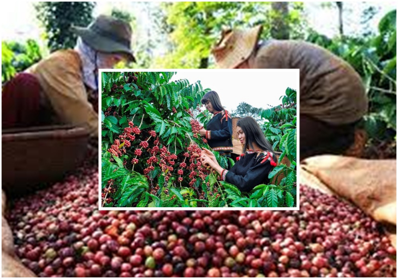Thị trường giá nông sản hôm nay 22/3, ngay đầu tuần giá 'vàng đen' hồ tiêu, cà phê tiếp tục tăng ở khu vực Tây Nguyên và miền Nam tiếp tục tăng duy trì đỉnh.