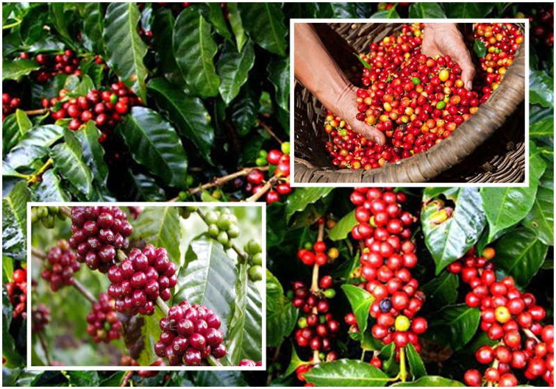 Thị trường giá nông sản hôm nay 25/3, giá cà phê hôm nay tiếp tục giảm, trong khi đó giá tiêu tại Tây Nguyên, miền Nam đang duy trì mức trên 70.000 đồng/kg.
