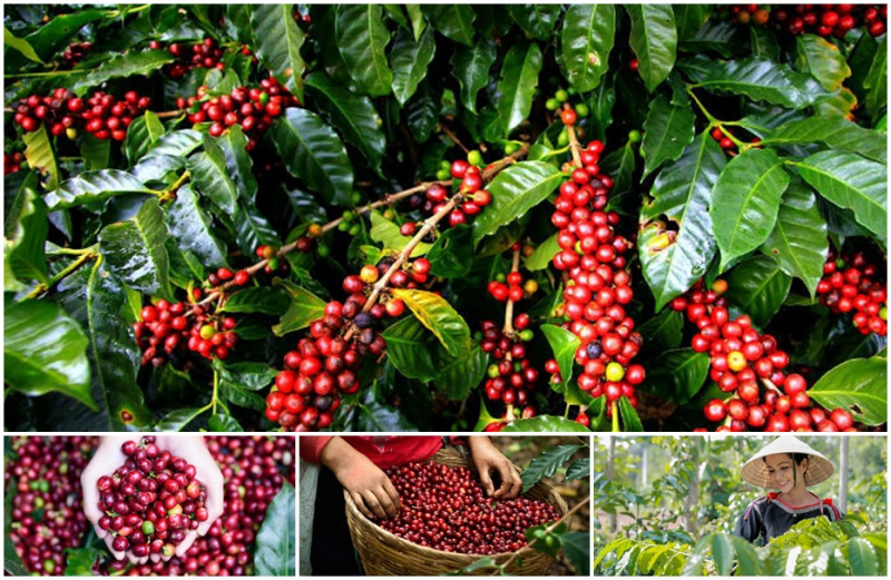 Giá nông sản trực tuyến hôm nay 14/7, sau phiên rớt giá liên tục, đầu tuần mới giá tiêu tăng nhẹ 500 đồng/kg, đáng nói giá cà phê tăng mạnh dự báo tăng 500 đồng/kg.