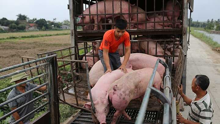 Giá heo hơi hôm nay, giá lợn hơi hôm nay tiếp tục đà giảm ở nhiều địa phương trên cả 3 miền.