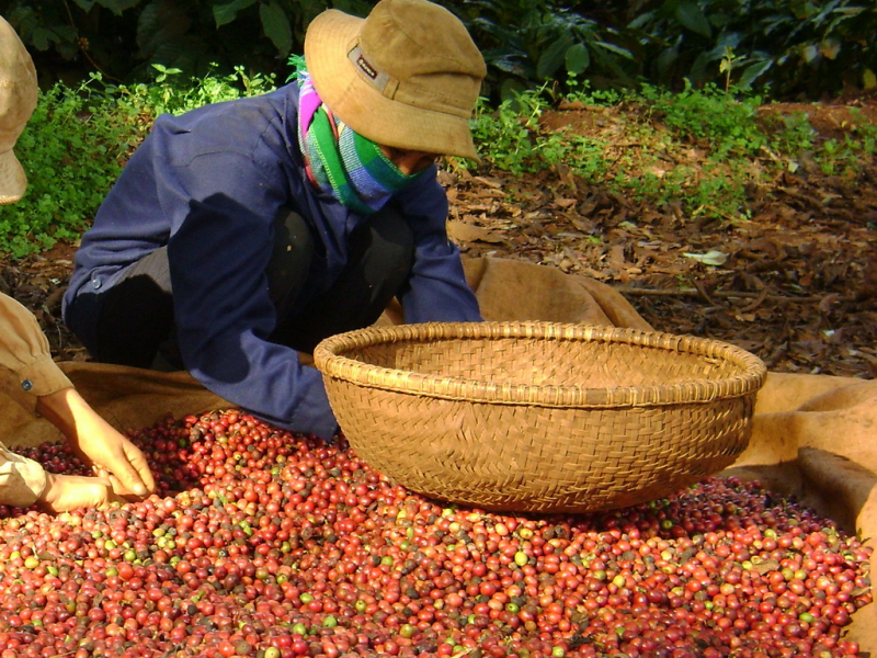 Giá cà phê hôm nay 19/7, người trồng cà phê liên tiếp nhận tin vui khi 3 phiên giao dịch cuối tuần này giá cà phê liên tục tăng. Giá cà phê thế giới tăng mạnh.