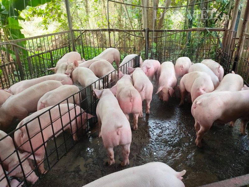 Giá heo hơi hôm nay 6/12, giá lợn hơi miền Nam giảm đến 3.000 đồng/kg.
