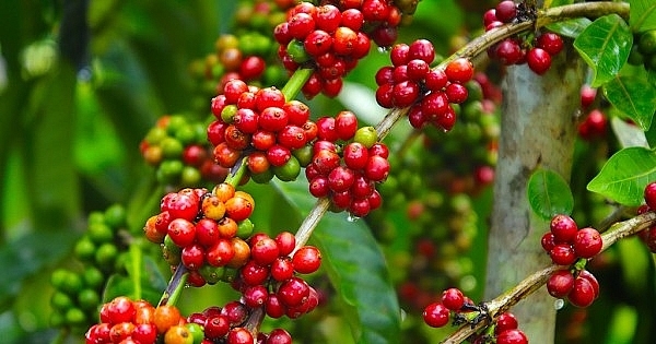 Giá cà phê hôm nay 23/7, thị trường nông sản những ngày cuối tháng 7/2020 đang có lợi cho người trồng cà phê khi giá cà phê thế giới liên tục tăng