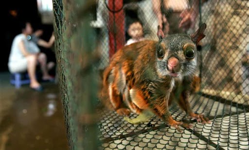 Việt Nam dừng nhập khẩu động vật hoang dã còn sống hoặc đã chết theo chỉ thị của Thủ tướng, ngày 23/7.