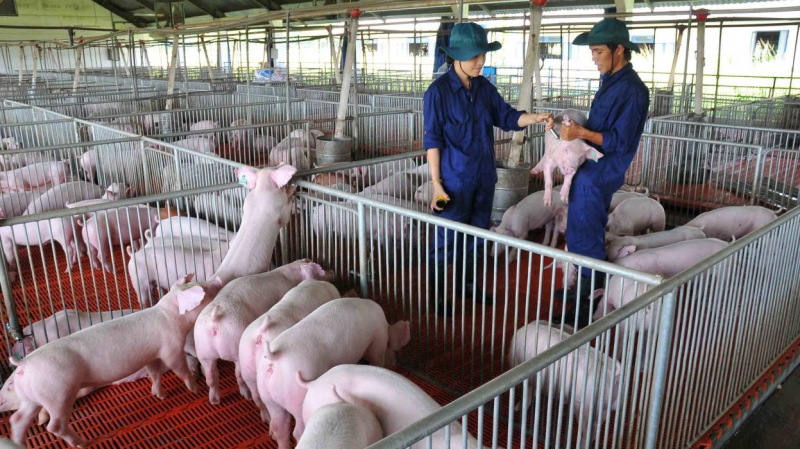 Giá heo hơi hôm nay 26/7, diễn biến giá lợn hơi miền Bắc, miền Trung và miền Nam cuối tuần đi ngang. Tuy nhiên trước việc Thái Lan hạn chế xuất khẩu, dự báo giá heo tăng.