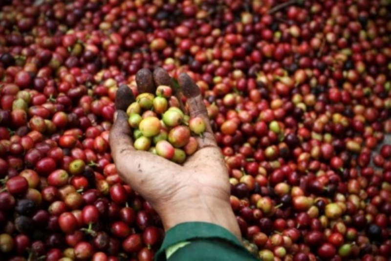 Giá cả thị trường nông sản hôm nay 26/7, cập nhật giá tiêu, giá cà phê miền Nam, Tây Nguyên đi ngang ngày cuối tuần. Trong tuần giá cà phê tăng mạnh.