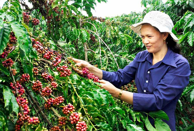Giá cà phê hôm nay 29/7, thị trường nông sản càng về cuối tháng càng ghi nhận đà giảm của cà phê, hai phiên giao dịch đầu tuần giá cà phê liên tục giảm.