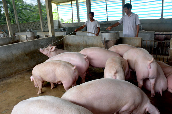 Giá lợn hơi hôm nay 30/7, ghi nhận trên thị trường giá heo hơi ba miền vẫn ở mức cao, trong đó cao nhất mức 92.000 đồng/kg, do đó Thủ tướng yêu cầu tăng nhập khẩu thịt lợn.