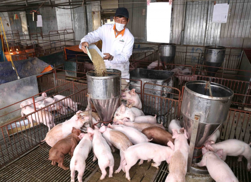 Giá heo hơi hôm nay 31/7, tin không vui với thị trường heo hơi trong nước khi Bộ Thương mại Thái Lan cho biết sẽ giảm xuất khẩu thịt lợn. Điều này khiến nguồn cung thị trường trong nước giảm, giá heo hơi còn tăng.