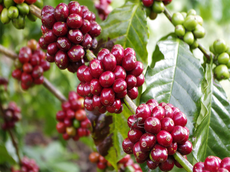 Giá cả thị trường nông sản hôm nay 2/8, ghi nhận giá tiêu, giá cà phê có diễn biến mới tại Tây Nguyên, miền Nam. Giá nông sản trong nước tăng theo giá thế giới.