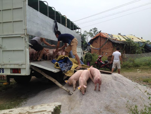 Giá lợn hơi hôm nay 2/8 tại miền Bắc, miền Trung - Tây Nguyên và miền Nam đang chưa có nhiều thay đổi dù thông tin nhập 1.000 heo sống từ Thái Lan được cho sẽ tác động đến thị trường.