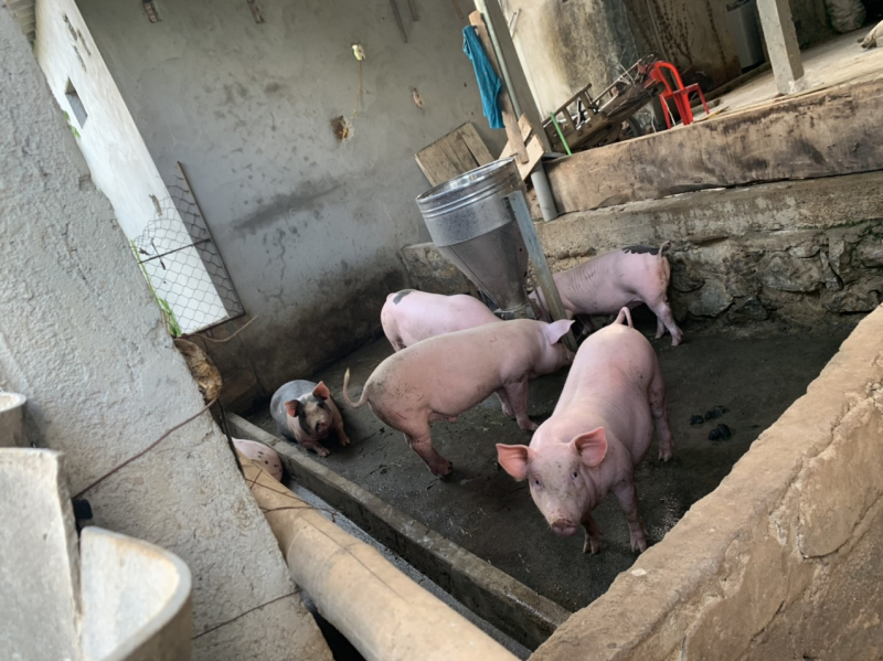 Giá heo hơi hôm nay 3/8, thông tin nhập thêm 1.000 heo sống Thái Lan ngay lập tức tác động giá heo hơi trong nước, khi giá lợn hơi miền Bắc bất ngờ giảm,