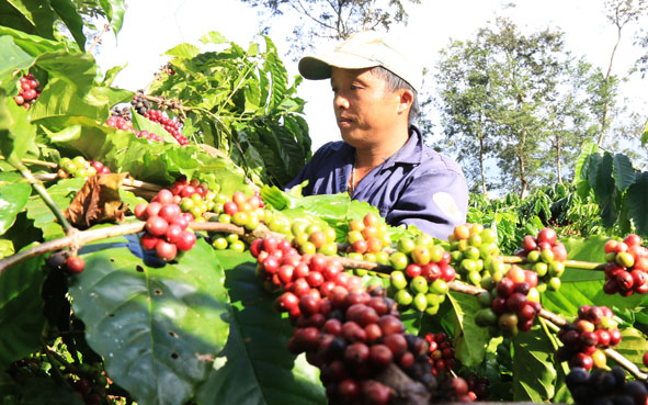 Bảng giá cà phê hôm nay 4/8, ghi nhận giá cà phê trong nước tăng theo giá cà phê thế giới. Theo đó giá cà phê Tây Nguyên, miền Nam hôm nay tăng 100 đồng/kg