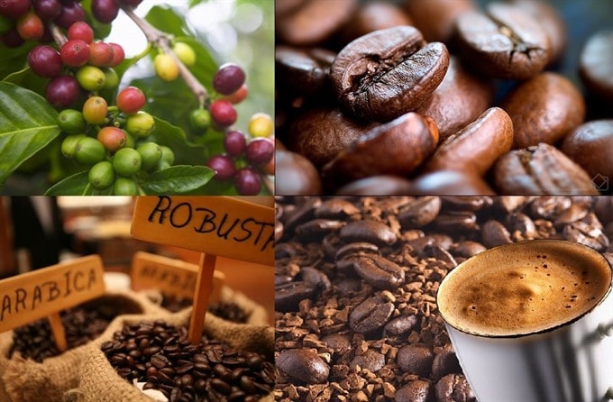 Thị trường giá nông sản ngày 7/8, ghi nhận toàn miền giá cà phê hôm nay giảm thêm 600 - 700 đồng/kg