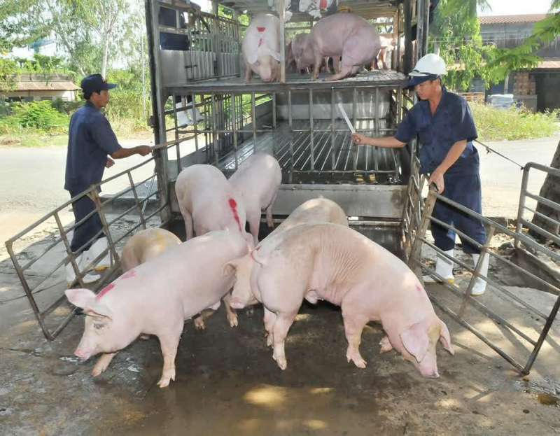 Giá heo hơi hôm nay 13/8, ghi nhận đầu giờ sáng giá lợn hơi miền Bắc giảm mạnh, nguyên nhân đến từ việc nhập heo sống từ Thái Lan và lượng heo trong nước đã tăng.