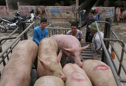 Giá heo hơi hôm nay 17/8, đầu tuần giá lợn hơi đi ngang so với phiên giao dịch hôm qua. Hiện giá heo cả nước đang được thu mua trong khoảng từ 80.000 - 87.000 đồng/kg.
