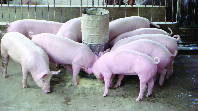 Giá heo hơi hôm nay 31/12: Giá lợn hơi 3 miền tăng vọt dịp Tết Dương lịch.