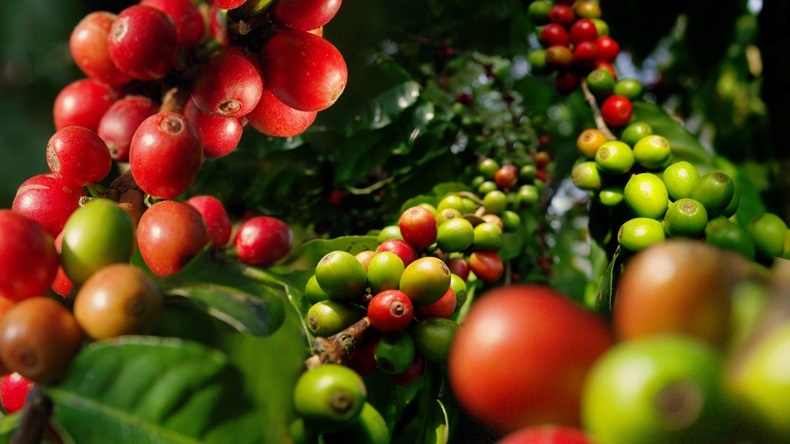 Giá cà phê Tây Nguyên hôm nay 24/8, dự báo giá cà phê tuần này tiếp tục tăng, giá cà phê hôm nay ghi nhận cao nhất tại Đắk Lắk mức 33.600 đồng/kg